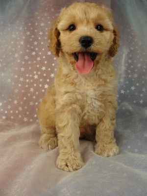 Female cockapoo Puppy for sale 40 Iowa cockapoo pups